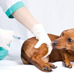Вакцинация животных в Челябинске