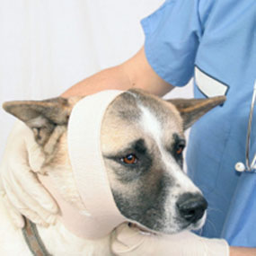 Хирургические услуги для животных в Челябинске